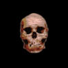skull11.jpg